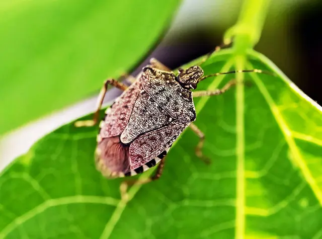 Harmlose Stinker: Diese Wanzen sind für uns Menschen ungefährlich, riechen aber fies, wenn sie in Gefahr sind - deshalb vorsichtig nach draußen bugsieren. | Foto: Uli Deck/dpa/dpa-mag