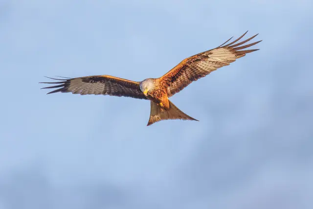 Der Nabu Weilerbach lädt zu einer Zugvogelbeobachtung auf den Eulenkopf ein. Das Foto zeigt einen Rotmilan | Foto: Ingo Stiegemeyer/gratis