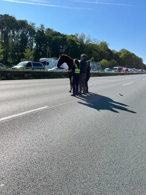Ein entlaufenes Pferd lief am Mittwoch mehrere Kilometer entgegen der Fahrtrichtung über die A2 bei Oelde. Polizei und ein umsichtig reagierender Lkw-Fahrer verhinderten einen Unfall, die Autobahn war zeitweise gesperrt. | Foto: Polizei Dortmund