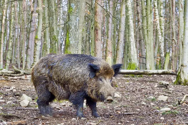 In der ASP-Sperrzone im Kreis Bad Dürkheim sind Bewegungs- und Erntejagden auf Wildschweine wieder erlaubt. | Foto: Kreis Bad Dürkheim