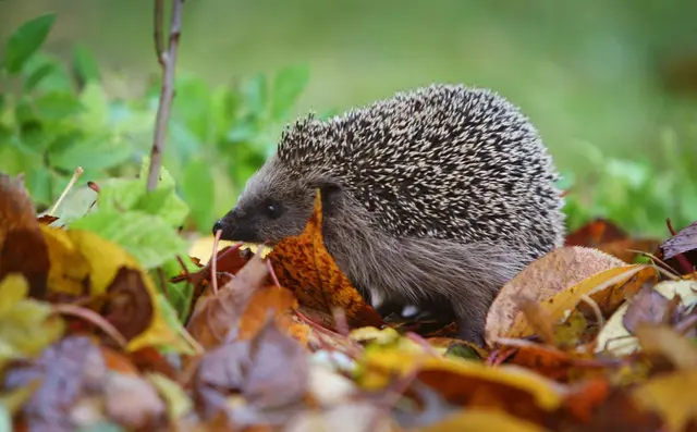Futtersuche vor dem Winterschlaf: Im Herbst fressen sich Igel Energiereserven für die kalte Jahreszeit an. | Foto: Karl-Josef Hildenbrand/dpa