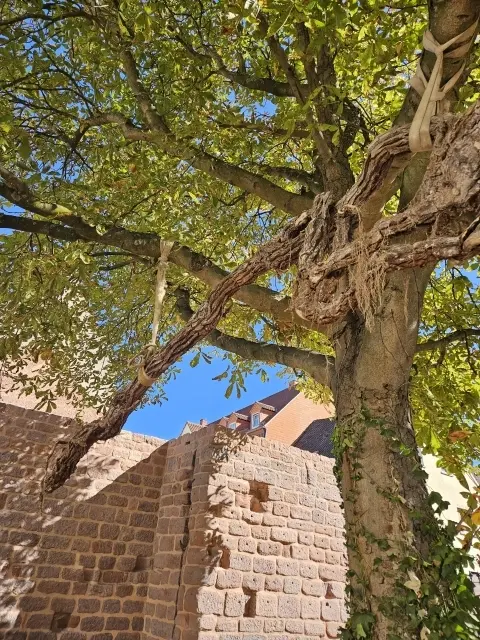 Baudezernent Manuel Steinbrenner und Klaus Meckler stehen vor dem frisch sanierten Abschnitt der Stadtmauer am Wadgasserhof. | Foto: Stadt Kaiserslautern