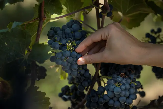 Lidl-Umfrage zu deutschem Wein und Ankündigung von Siegerweinen ab Donnerstag, 05. November, in Filialen und Onlineshop. | Foto: Lidl, Foto: Lidl