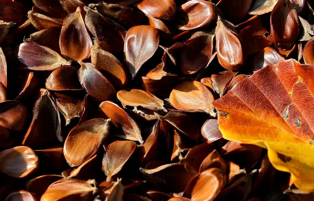 Nussiges Aroma: Geröstete Bucheckern eignen sich als Topping für Salate, Suppen oder Müslis. | Foto: Karl-Josef Hildenbrand/dpa