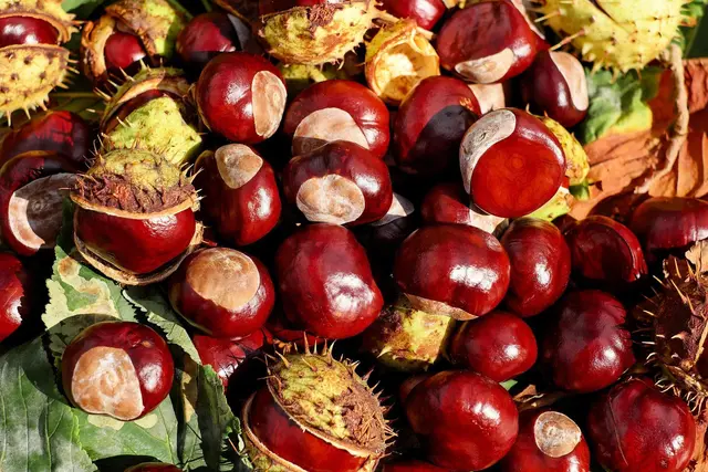 Zum Wein- und Kastanienmarkt in Edenkoben fahren Busse häufiger zur Villa Ludwigshöhe. Auch die VRNflexline SÜW ist im Einsatz. | Foto: Ilona Frey auf Pixabay/frei