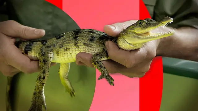 NANO: Die Dokumentation beschäftigt sich mit Strategien gegen das weltweite Artensterben. | Foto: ZDF/James D. Morgan, 3sat Grafik