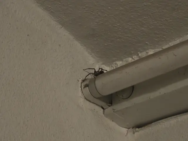 Um Spinnen aus dem Haus zu vertreiben, kann die regelmäßige Entfernung von Spinnennetzen lohnenswert sein. | Foto: Eva Bender
