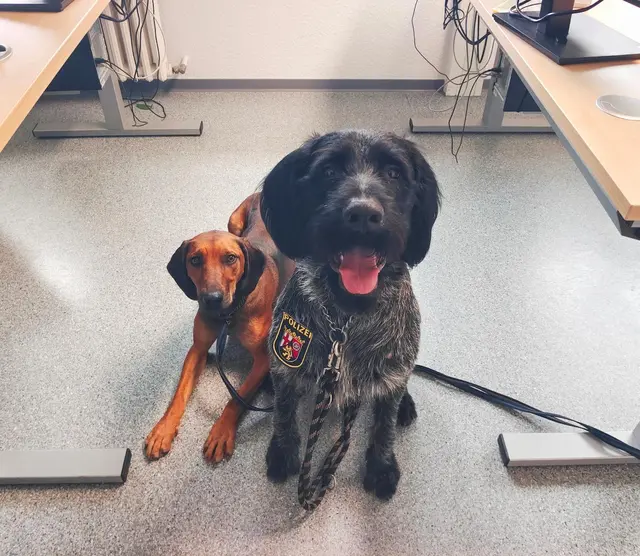 Zwei freilaufende Hunde sorgten am Freitag auf der B327 zwischen Hinzerath/Wederath und Hochscheid für einen Polizeieinsatz und einen kurzen Stau. Die Polizei sucht nun die Halter. | Foto: Polizeidirektion Trier