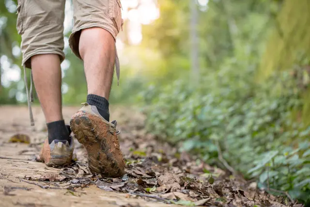 Wer in den nächsten voraussichtlich zwei Wochen auf dem Premiumwanderweg „Felsenwald“ unterwegs ist, muss an einer Stelle anders laufen als gewohnt | Foto: Tinnakron /stock.adobe.com