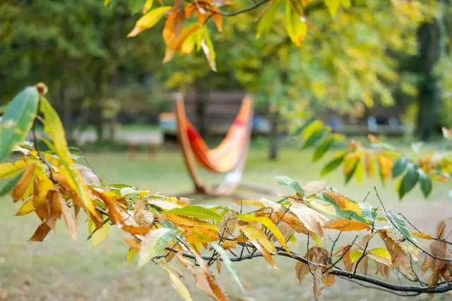 Es wird herbstlich im Saarland. (Archivbild) | Foto: Laszlo Pinter/dpa