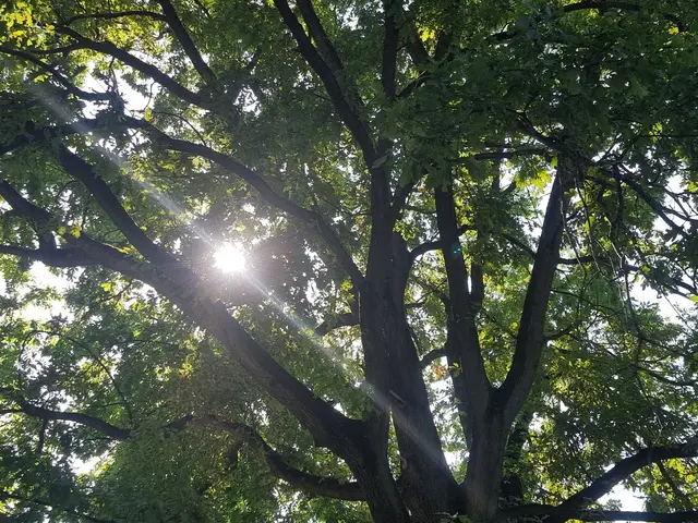 Baum / Symbolbild | Foto: Charlotte Basaric-Steinhübl