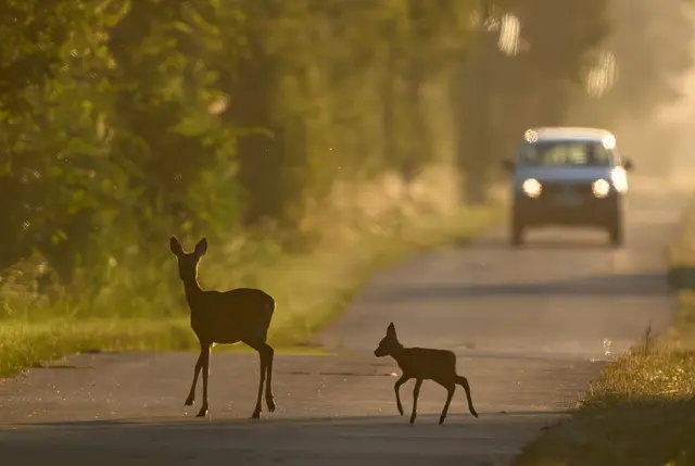 In der Dämmerung ist die Gefahr von Wildwechsel besonders hoch. (Archivbild) | Foto: Patrick Pleul/dpa