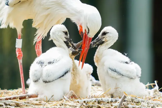 Der Weißstorch hat sich in Rheinland-Pfalz zu einer Population entwickelt, die sich aus eigener Kraft erhalten kann. (Archivbild)  | Foto: Uwe Anspach/dpa