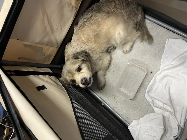 Ein kleiner grauer Hund war in Heidelberg-Bahnstadt vier Tage vermisst. Die Polizei brachte den entlaufenen Vierbeiner nach dem Auslesen seines Chips zurück zu seinem Halter. | Foto: Polizeipräsidium Mannheim