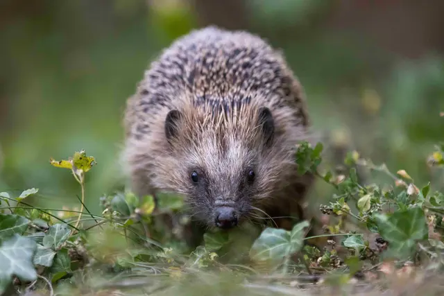 Igel von vorn mit Efeu