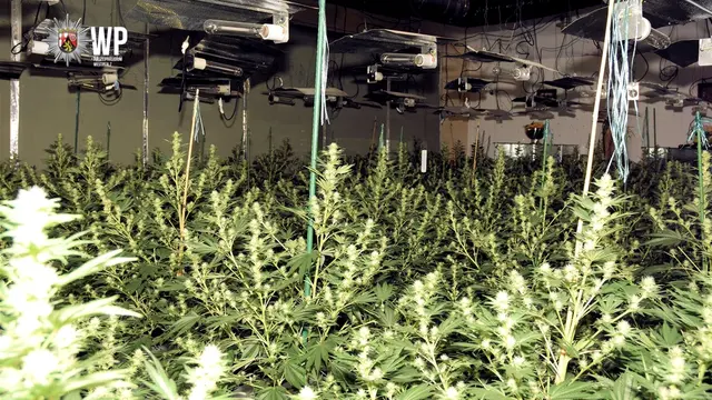 In einem leerstehenden Gebäude in der Verbandsgemeinde Kusel-Altenglan hat die Polizei eine große Cannabis-Plantage entdeckt. Manipulierte Stromkabel und ein Stromausfall führten die Ermittler zu der Anlage. | Foto: Polizeipräsidium Westpfalz