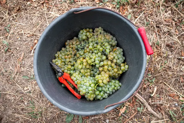 Die Winzer produzieren wieder weniger Wein. (Archivbild) | Foto: Daniel Vogl/dpa