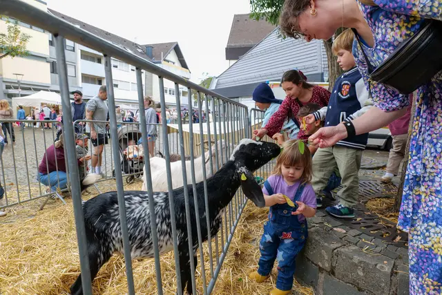 Besonders bei den kleinen Besuchern kamen die Tiere gut an: Beim Ramsteiner Bauernmarkt konnten Kinder den Tieren ganz nah kommen und sie füttern. | Foto: Erik Stegner