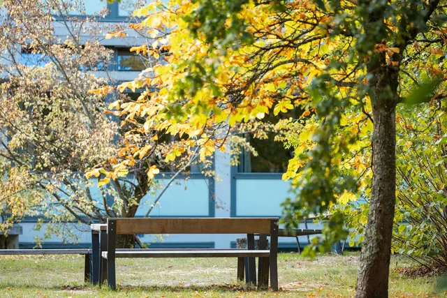 Die Sonne setzt sich in den kommenden Tagen immer wieder gegen Nebel und Wolken durch. (Symbolbild) | Foto: Laszlo Pinter/dpa