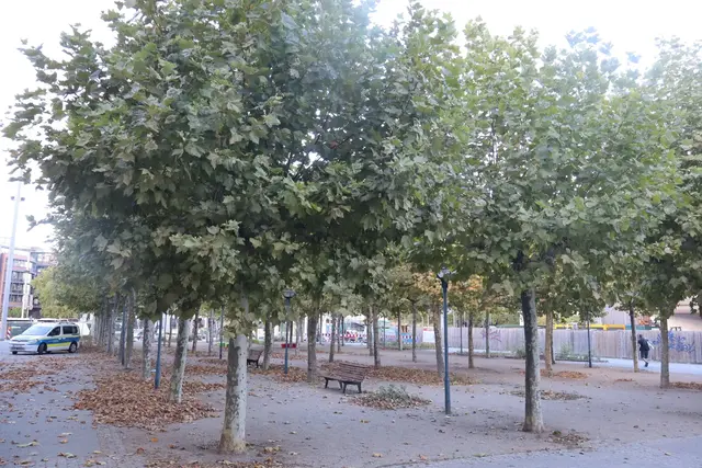 Geht es um Öffentliche Ordnung, laufen viele Entscheidungen über die Stadtverwaltung. | Foto: JG