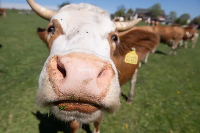 Kühe saarländischer Biohöfe können ausnahmsweise auch konventionelles Futter bekommen. (Symbolbild) | Foto: Sebastian Kahnert/dpa-Zentralbild/dpa
