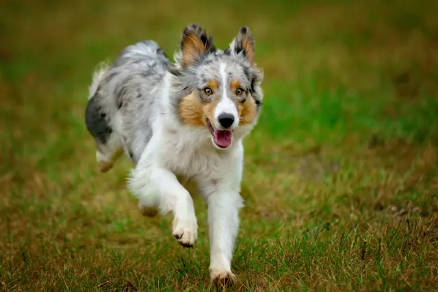Wer für den ersten Hund eine Steuerbefreiung nutzen will, muss den gültigen Heidelberg-Pass rechtzeitig vorlegen. | Foto: Radek Havlicek/stock.adobe.com