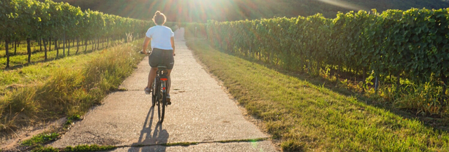 Das neue Radverkehrskonzept zeigt, wie das Radwegenetz im Landkreis Südliche Weinstraße künftig aussehen soll. | Foto: Alina Becker, Bildarchiv Südliche Weinstraße e. V.