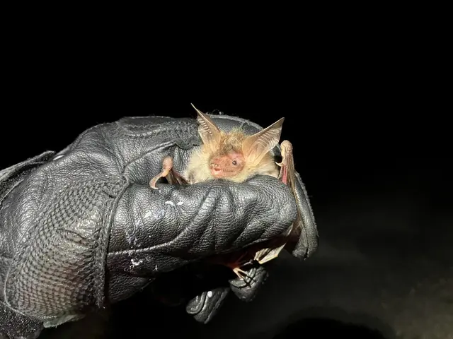 Die Bechsteinfledermaus findet in alten Bäumen und Totholz wichtige Quartiere. | Foto: Elisabeth Schüler