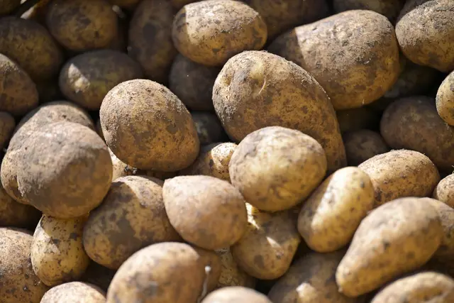  Drahtwürmer haben 2026 in Rheinland-Pfalz auf rund zwei Dritteln der Kartoffelanbaufläche Schäden verursacht. (Symbolbild) | Foto: Malin Wunderlich/dpa