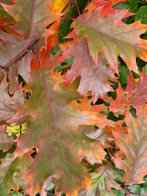 Bunte Herbstblätter stehen im Mittelpunkt des Mitmachnachmittags in der Stadtbibliothek Viernheim. Nach einer Vorlesegeschichte gestalten die Kinder eigene herbstliche Bastelarbeiten. Herbst / Symbolbild | Foto: Charlotte Basaric-Steinhübl