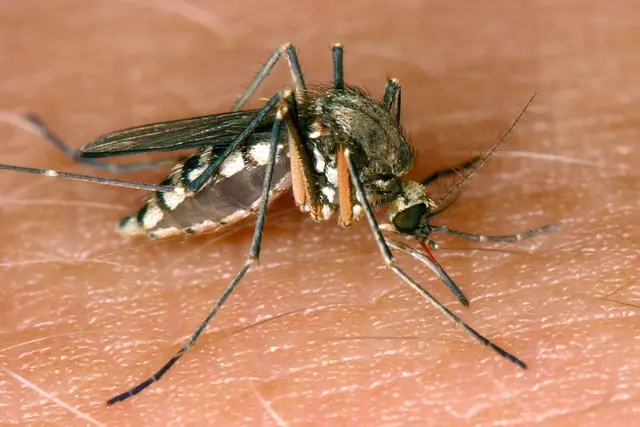 In Stuttgart und Karlsruhe wurden zwei lokal erworbene Infektionen mit dem West-Nil-Virus gemeldet. (Symbolbild) | Foto: Andreas Lander/dpa-Zentralbild/dpa
