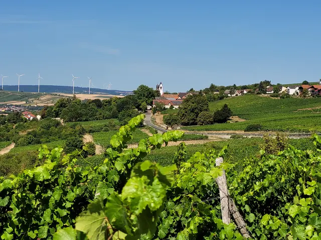 Nordpfalzkante - Blick aufs Zellertal und den Donnersberg über die Weinlage Schwarzer Herrgott | Foto: Michael Landgraf