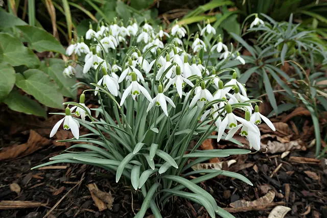 Die Schneeglöckchentage finden am 27. und 28. Februar als zweitägiger Markt für Frühblüher, Steingartenpflanzen, besondere Stauden und Gehölze statt. Die Veranstaltung markiert den Beginn der Gartensaison im Luisenpark Mannheim. | Foto: Brigitte Melder