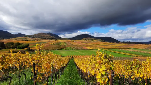 Den Oktober ziert dieser Herbstblick über die Weinberge bei Ilbesheim, festgehalten von Stefanie Grimm. | Foto: Stefanie Grimm