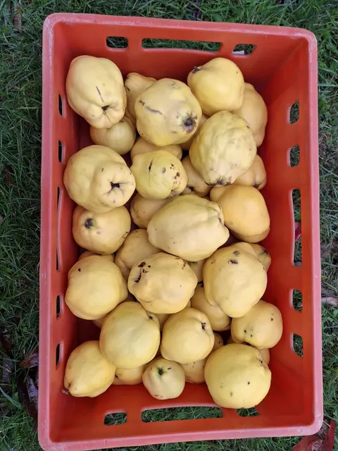 Quitten-Kelterei beim OGV Bann: Einige der dicken Birnenquitten, waren bis zu 500 Gramm schwer  | Foto: Arnold Germann