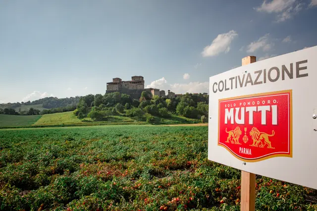 Mutti: 775.000 Tonnen verarbeitete Tomaten in der Saison 2026 trotz Extremwetter. | Foto: © MUTTI S.p.A./Max Cavallari/ ANSA