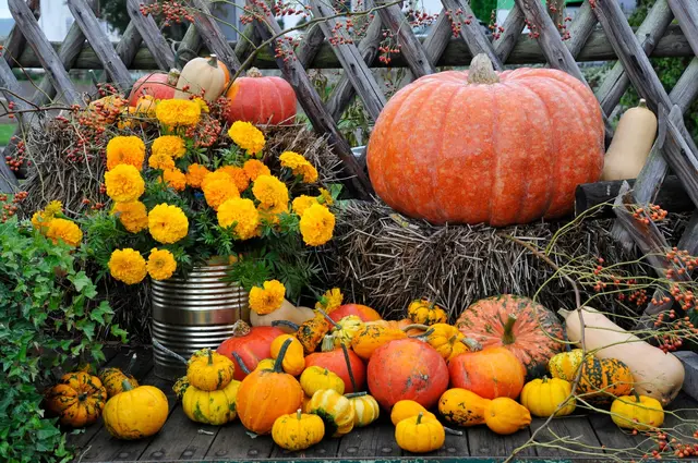 Kulinarische Herbstmärkte zählen zu den Highlights des kommenden Wochenendes im Saarland | Foto: lotharnahler/stock.adobe.com
