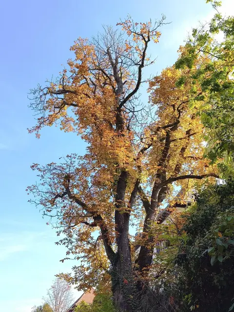 Am 3. November wird im Hirschgraben eine große Kastanie gefällt. | Foto: Stadt Speyer