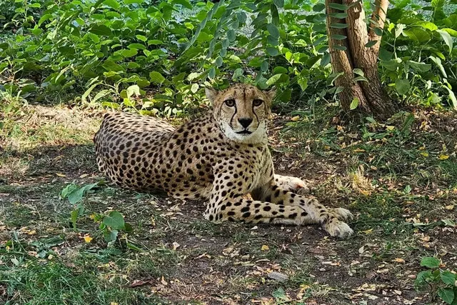 Für die Gepardin ging es von Leipzig nach Saarbrücken.  | Foto: -/Zoo Saarbrücken/dpa