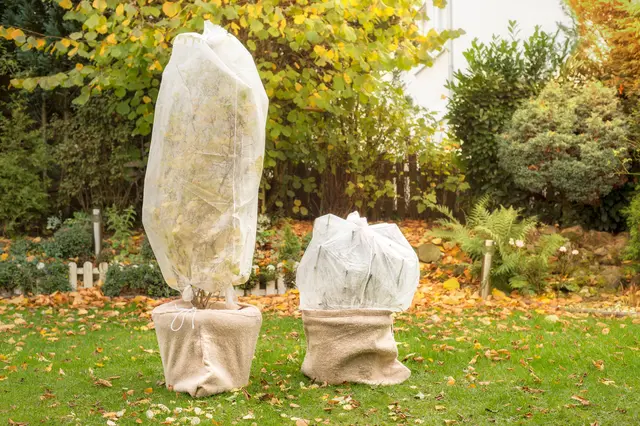 Mit Vlies, Jute und einem geschützten Standort kommen winterharte Kübelpflanzen besser durch Frost, Nässe und Wintersonne.  | Foto: Tanja Esser/stock.adobe.com