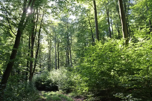 Erfolgreiche Waldverjüngung | Foto: Foto: Michaela Kruse