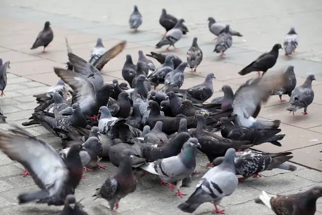 In Breitenbach hat das Veterinäramt Taubenpest bei verendet aufgefundenen Tauben festgestellt. | Foto: klaus/stock.adobe.com