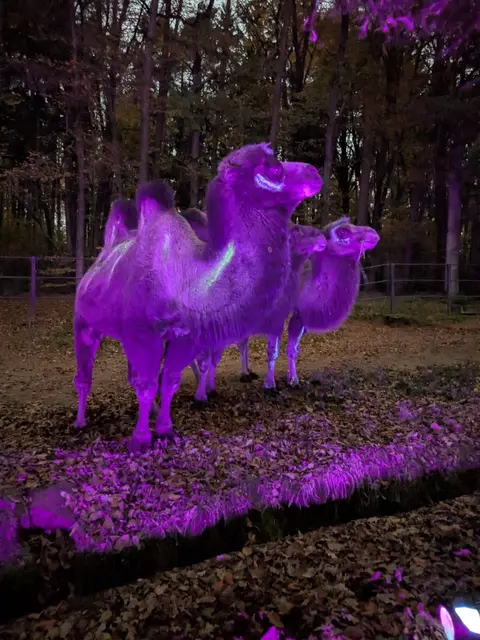 Wenn es im Zoo Kaiserslautern dunkel wird, beginnt die Gruselrallye für Kinder. An Halloween warten Rätsel und Überraschungen auf die jungen Besucher. | Foto: Zoo KL/gratis