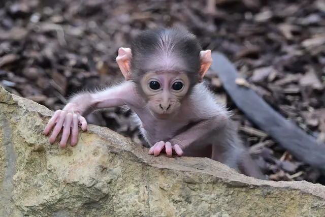 Das Weißscheitelmangaben-Mädchen entwickle sich gut und mache einen gesunden Eindruck, so der Zoo. | Foto: Andreas Traxler/Zoo Heidelberg/dpa