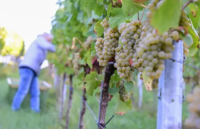 2026 zeigen sich ein weiteres Mal deutliche regionale Unterschiede bei der Entwicklung der Weinmost-Ernten. (Archivfoto) | Foto: Bernd Weißbrod/dpa