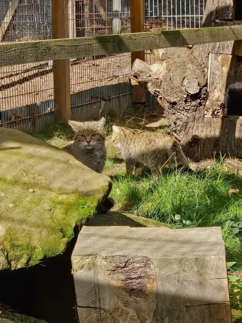 Zwei Wildkatzen haben in dem neuen Gehege im Wildpark Betzenberg ein neues Zuhause gefunden. | Foto: Stadt Kaiserslautern/gratis