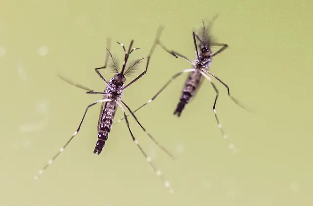 Die Ägyptische Tigermücke (Aedes aegypti) gilt als Hauptüberträger für das Dengue-Fieber. | Foto: Boris Roessler/dpa/dpa-mag