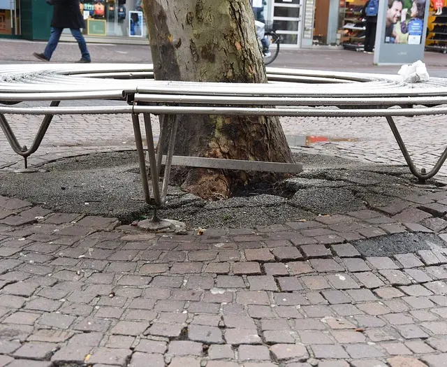 Während der Baumfällungen an der Kaiserstraße kann es im Bereich der Herren- und Waldstraße Einschränkungen geben. | Foto: Stadt Karlsruhe, Monika Müller-Gmelin