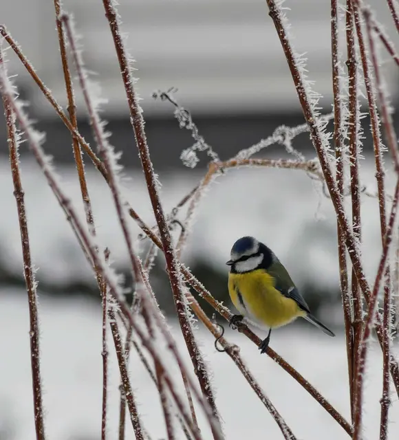 Eine Kohlmeise hat es sich auf einem winterlichen Landeplatz gemütlich gemacht. Mit einfachen Mitteln lassen sich Vögel im Winter unterstützen. Wichtig sind das richtige Futter (Sonnenblumenkerne, Haferflocken) und ein geschützter, sauberer Platz. | Foto: ORBEA