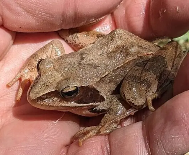 Am Batzenhofweg wandern im Herbst geschützte Amphibien zu ihren Winterquartieren. | Foto: Melanie Riedinger